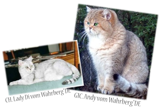 Rodičia Golden Wolly vom Wahrberg