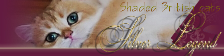 Silver_Legend_British_cats*Silver_tabby_&_Shaded