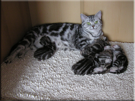 Silver tabby kittens of B litter